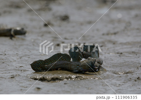 繫殖期のムツゴロウ 111906335