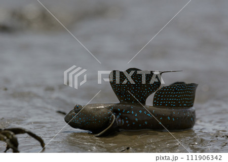 繫殖期のムツゴロウ 111906342