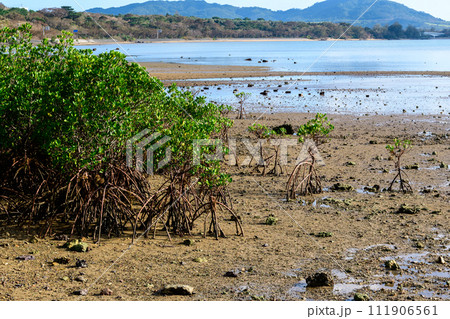 干潮のマングローブ林 111906561
