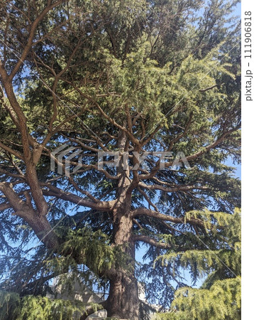 大きな木 大きな木 111906818