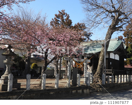前橋市江田町にある鏡神社と咲き始めた河津桜 前橋市江田町にある鏡神社と咲き始めた河津桜 111907877