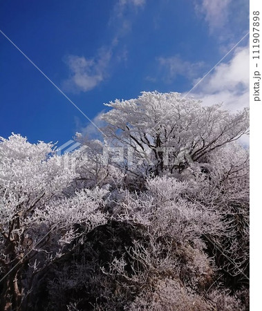 九州霧島、霧氷の韓国岳登山して木々を見上げる 111907898