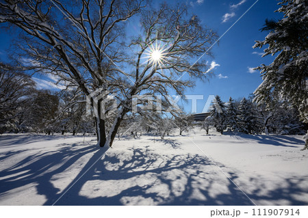 新雪の中島公園_4600 111907914