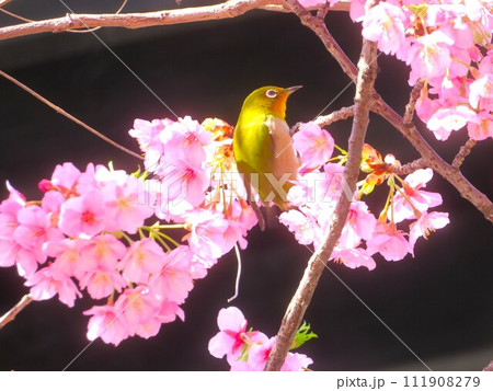 河津桜に来たメジロ 111908279