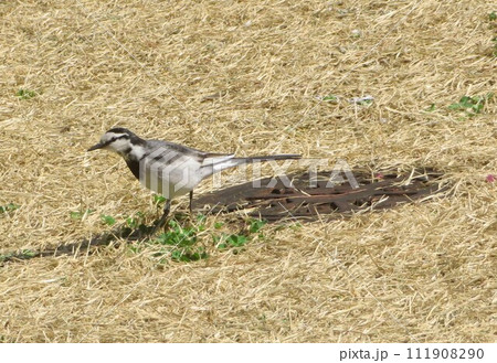 地面を歩くハクセキレイ 111908290