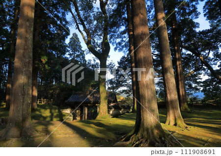 飫肥杉の森の日南市飫肥城の旧本丸跡の風景 飫肥杉の森の日南市飫肥城の旧本丸跡の風景 111908691