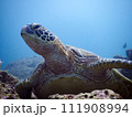アオウミガメ 111908994