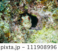 モンツキカエルウオ 111908996