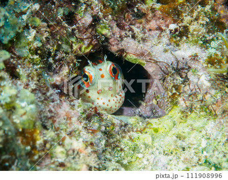 モンツキカエルウオ モンツキカエルウオ 111908996