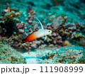 ハタタテハゼ 111908999