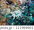 クモガイ 111909001