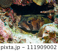 ヒトヅラハリセンボン 111909002