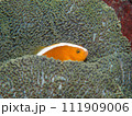 セジロクマノミ 111909006