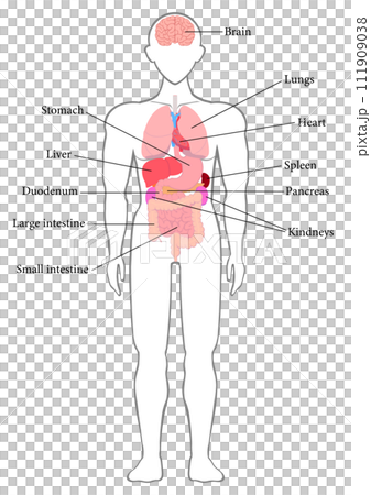English names of major human organs English names of major human organs 111909038