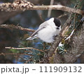 枝にとまるコガラ 111909132