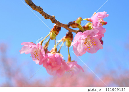 河津桜 111909135