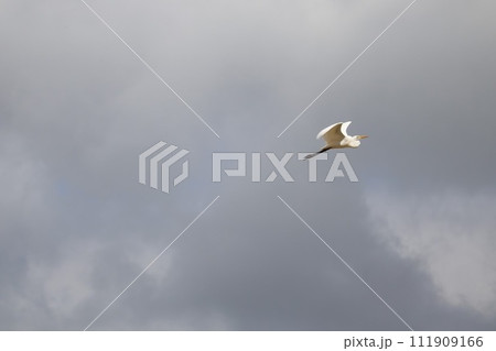 空と鳥 空と鳥 111909166