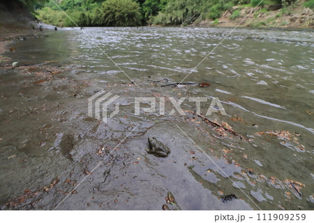養老川とチバニアン 【千葉県市原市田淵にて】 養老川とチバニアン 【千葉県市原市田淵にて】 111909259