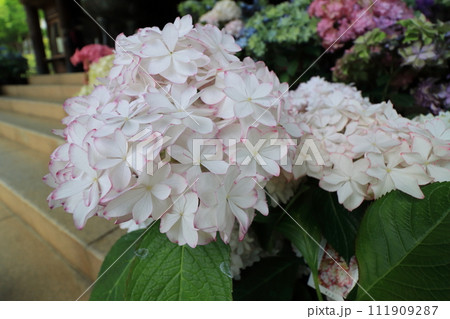紫陽花 【千葉県成田市東勝寺・宗吾霊堂にて】 紫陽花 【千葉県成田市東勝寺・宗吾霊堂にて】 111909287