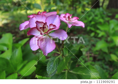 紫陽花　【千葉県成田市東勝寺・宗吾霊堂にて】 111909291