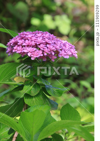 紫陽花 【千葉県成田市東勝寺・宗吾霊堂にて】 紫陽花 【千葉県成田市東勝寺・宗吾霊堂にて】 111909299