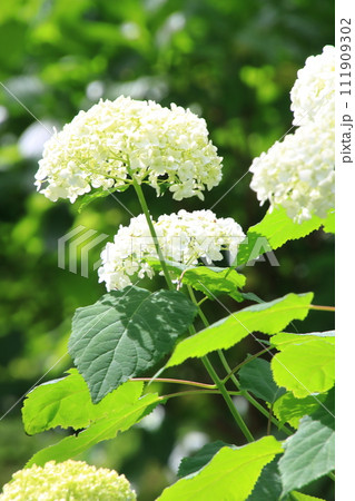 紫陽花 【千葉県成田市東勝寺・宗吾霊堂にて】 紫陽花 【千葉県成田市東勝寺・宗吾霊堂にて】 111909302
