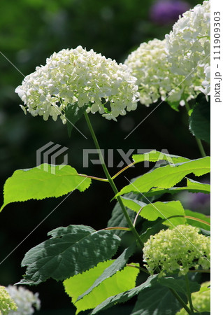 紫陽花 【千葉県成田市東勝寺・宗吾霊堂にて】 紫陽花 【千葉県成田市東勝寺・宗吾霊堂にて】 111909303