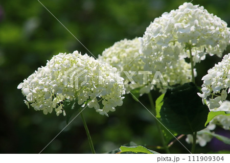 紫陽花　【千葉県成田市東勝寺・宗吾霊堂にて】 111909304