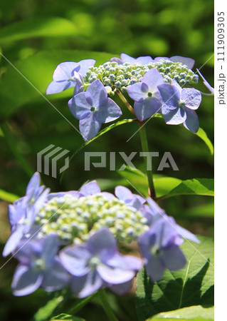 紫陽花 【千葉県成田市東勝寺・宗吾霊堂にて】 紫陽花 【千葉県成田市東勝寺・宗吾霊堂にて】 111909305