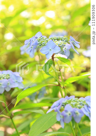 紫陽花 【千葉県成田市東勝寺・宗吾霊堂にて】 紫陽花 【千葉県成田市東勝寺・宗吾霊堂にて】 111909306