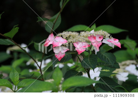紫陽花 ベニガク 【千葉県成田市東勝寺・宗吾霊堂にて】 紫陽花 ベニガク 【千葉県成田市東勝寺・宗吾霊堂にて】 111909308