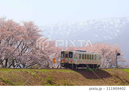 満開の桜　残雪　フラワー長井線　山形鉄道 111909402