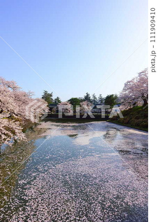 満開の桜 花筏 松が岬公園 さくら サクラ ソメイヨシノ 満開の桜 花筏 松が岬公園 さくら サクラ ソメイヨシノ 111909410