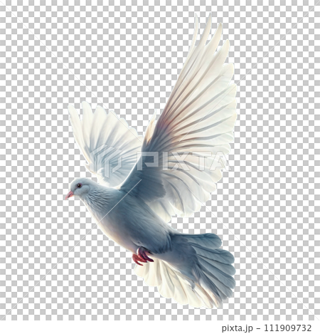 飛翔的白鴿 111909732