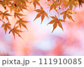 もみじの紅葉 111910085