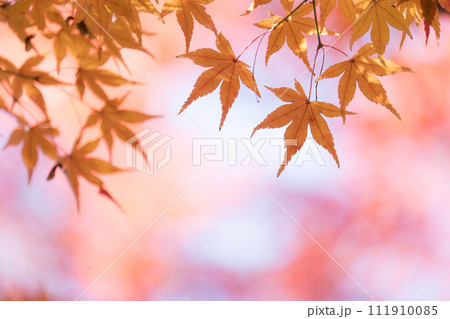 もみじの紅葉 111910085