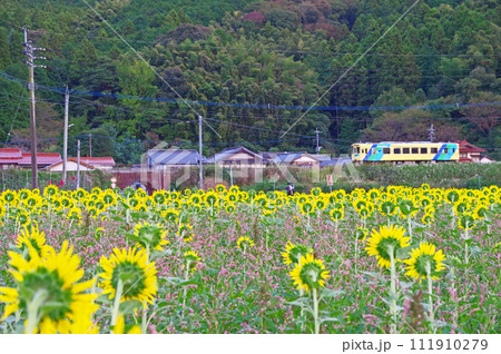秋に咲いたひまわり畑の花と平成筑豊鉄道の車両 秋に咲いたひまわり畑の花と平成筑豊鉄道の車両 111910279