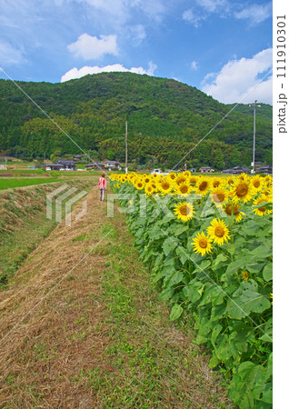 一面に黄色い花が咲いたひまわり畑を観賞する人物 一面に黄色い花が咲いたひまわり畑を観賞する人物 111910301