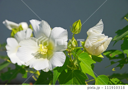 夏に咲くアオイ科の白いフヨウの花 夏に咲くアオイ科の白いフヨウの花 111910318