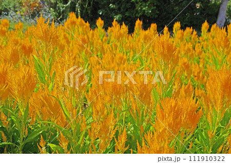 群生するオレンジ色のケイトウの花 111910322