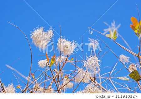 花の後にふわふわの綿毛になった植物と青空 111910327