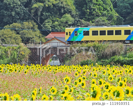 黄色い花が咲くひまわり畑とアーチ橋の上を走る平成筑豊鉄道の列車 111910351