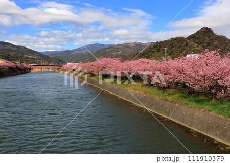 Kawazu Zakura, Sakura, along the Kawazu river in Kawazu town on the Izu peninsula in Shizuoka Japan. These are the earliest blooming sakura, cherry blossoms, in Japan Kawazu Zakura, Sakura, along the Kawazu river in Kawazu town on the Izu peninsula in Shizuoka Japan. These are the earliest blooming sakura, cherry blossoms, in Japan 111910379