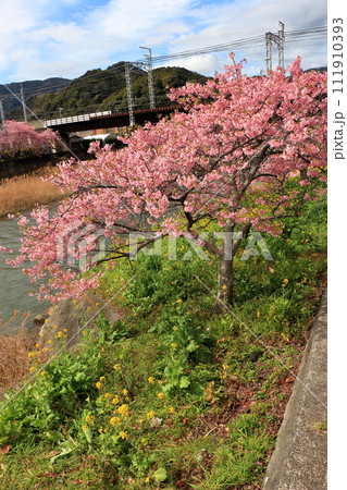 Kawazu Zakura, Sakura, along the Kawazu river in Kawazu town on the Izu peninsula in Shizuoka Japan. These are the earliest blooming sakura, cherry blossoms, in Japan 111910393