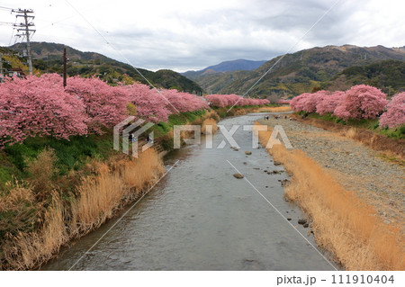 Kawazu Zakura, Sakura, along the Kawazu river in Kawazu town on the Izu peninsula in Shizuoka Japan. These are the earliest blooming sakura, cherry blossoms, in Japan Kawazu Zakura, Sakura, along the Kawazu river in Kawazu town on the Izu peninsula in Shizuoka Japan. These are the earliest blooming sakura, cherry blossoms, in Japan 111910404