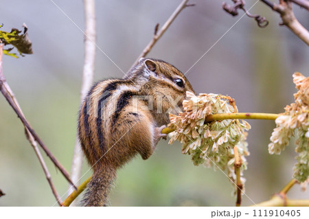 北海道占冠村、お花をつつくエゾシマリス【10月】 111910405