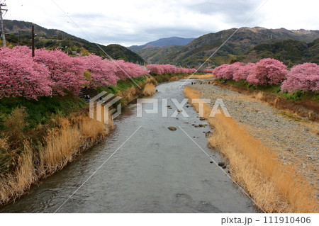 Kawazu Zakura, Sakura, along the Kawazu river in Kawazu town on the Izu peninsula in Shizuoka Japan. These are the earliest blooming sakura, cherry blossoms, in Japan 111910406