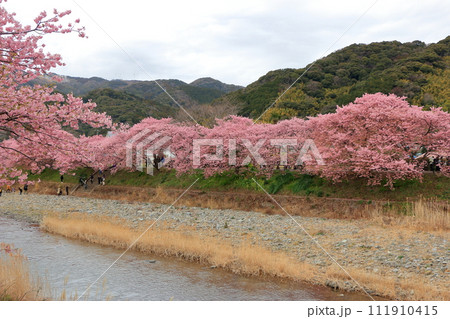 Kawazu Zakura, Sakura, along the Kawazu river in Kawazu town on the Izu peninsula in Shizuoka Japan. These are the earliest blooming sakura, cherry blossoms, in Japan 111910415