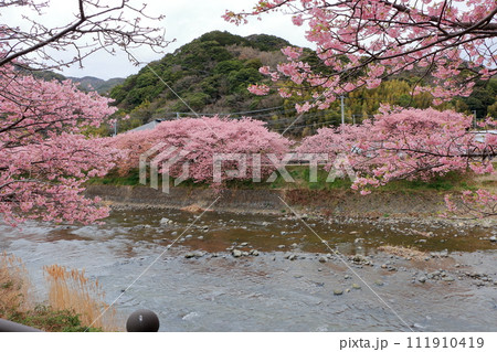 Kawazu Zakura, Sakura, along the Kawazu river in Kawazu town on the Izu peninsula in Shizuoka Japan. These are the earliest blooming sakura, cherry blossoms, in Japan Kawazu Zakura, Sakura, along the Kawazu river in Kawazu town on the Izu peninsula in Shizuoka Japan. These are the earliest blooming sakura, cherry blossoms, in Japan 111910419