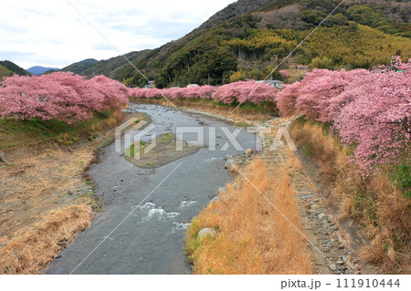Kawazu Zakura, Sakura, along the Kawazu river in Kawazu town on the Izu peninsula in Shizuoka Japan. These are the earliest blooming sakura, cherry blossoms, in Japan 111910444